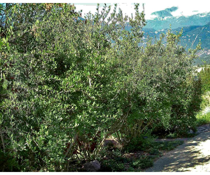 Curl-leaf Mountain Mahogany